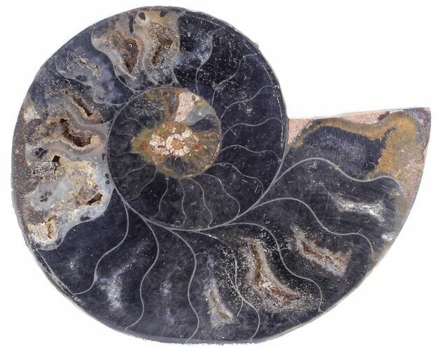 Split Black/Orange Ammonite (Half) - Unusual Coloration #55623